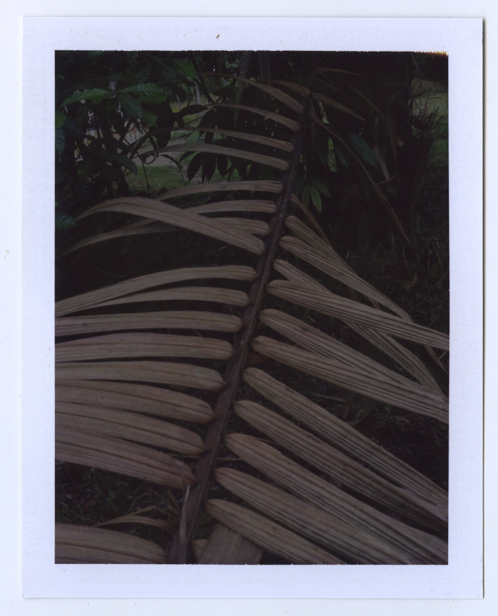 Karen P Biswell Amazonia photograp wildpalmsstore