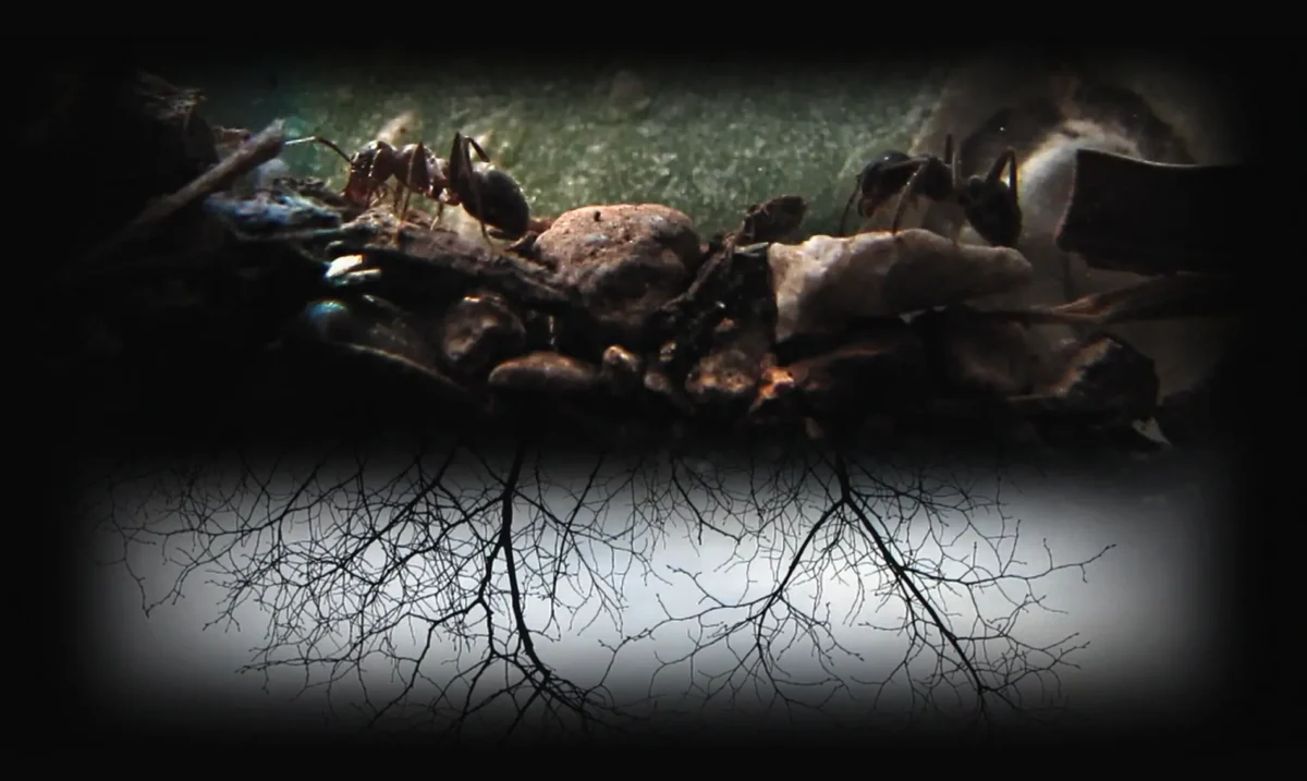 Mario Asef Crossfade Videowork argentinian ants wildpalms
